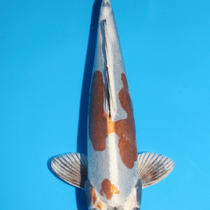 Marusaka Kin Kikokuryu / Nisai / männlich / 45cm