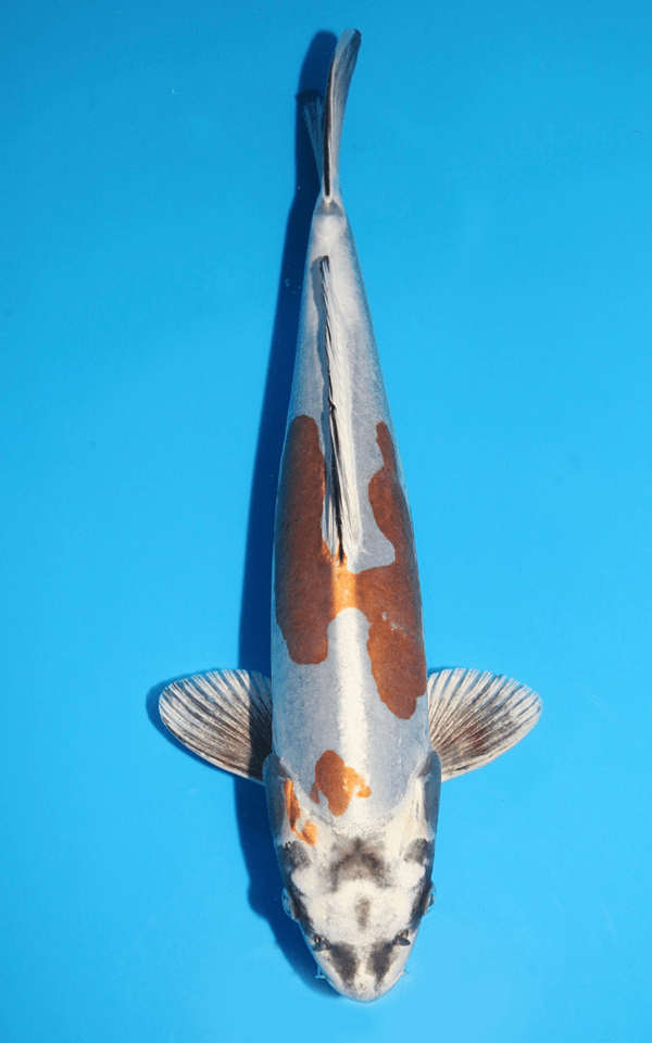 Marusaka Kin Kikokuryu / Nisai / männlich / 45cm
