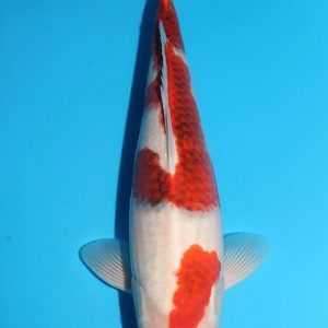 Sakazume Goromo / Nisai / Weibchen /  46cm