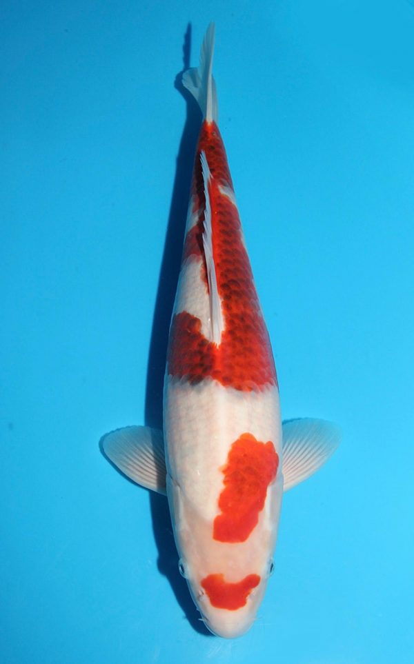 Sakazume Goromo / Nisai / Weibchen /  46cm