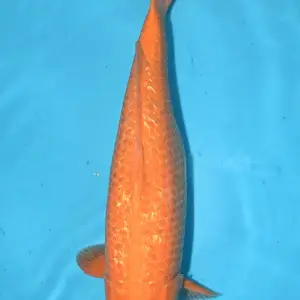 Maruhiro Ginrin Benigoi / Sansai / weiblich / 57cm