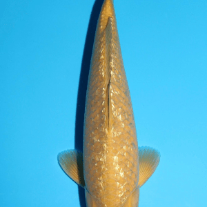 Marusaka Ginrin Chagoi / Nisai / männlich / 48cm