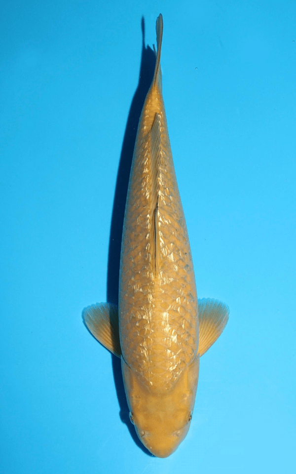 Marusaka Ginrin Chagoi / Nisai / männlich / 48cm