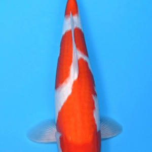 Maruhiro Kohaku / Nisai / weiblich / 50cm