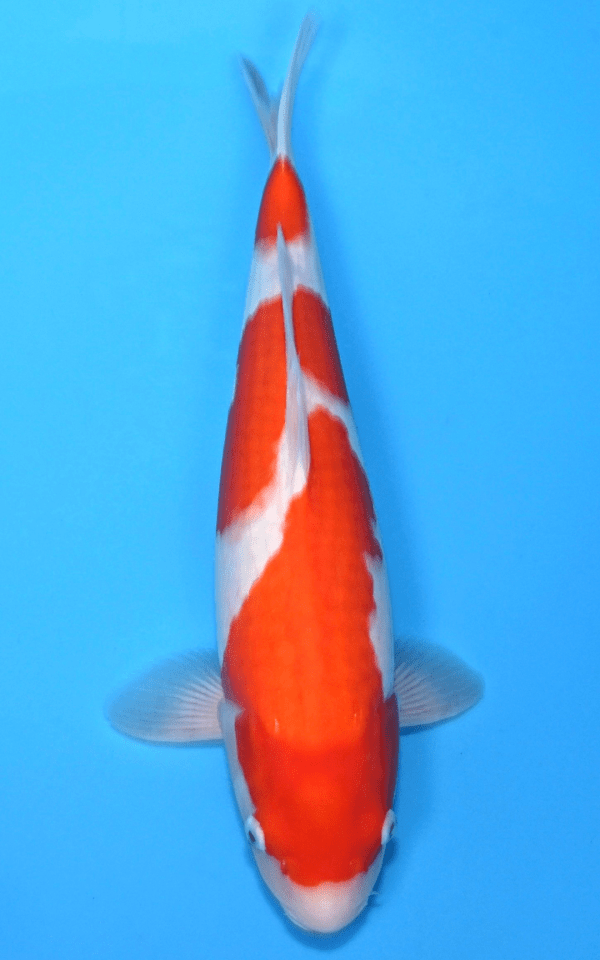 Maruhiro Kohaku / Nisai / weiblich / 50cm