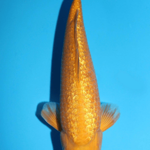 Marusaka Ginrin Chagoi / Nisai / männlich / 46cm