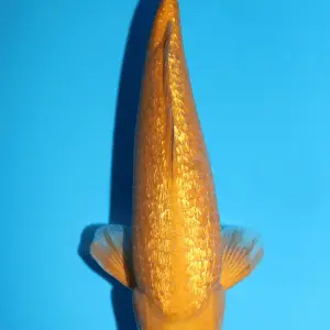 Marusaka Ginrin Chagoi / Sansai / männlich / 50cm