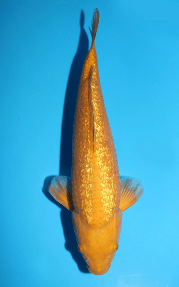 Marusaka Ginrin Chagoi / Nisai / männlich / 46cm