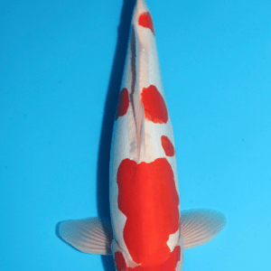 Maruhide Doitsu Kohaku / Nisai / männlich / 45cm