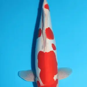 Maruhide Doitsu Kohaku / Sansai / männlich / 48cm