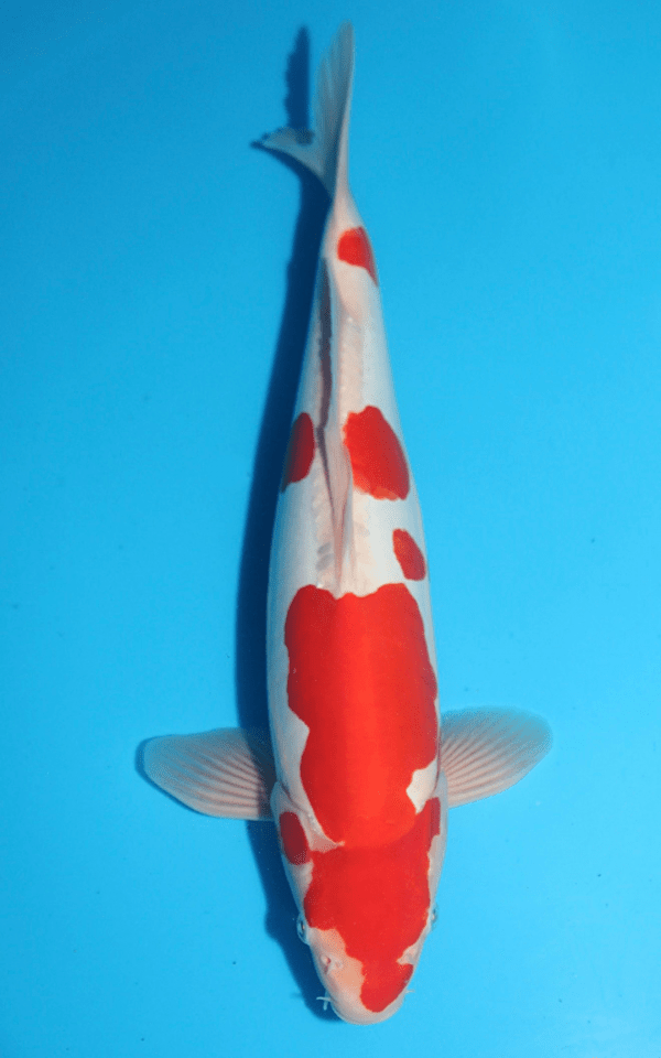 Maruhide Doitsu Kohaku / Nisai / männlich / 45cm