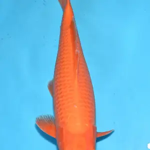 Bavaria Koi Benigoi / Sansai / weiblich / 45cm