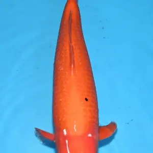 Bavaria Koi Benigoi / Sansai / männlich / 45cm