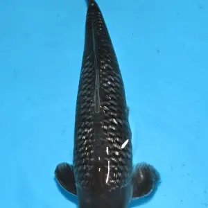 Bavaria Koi Ginrin Black Diamond / Sansai / männlich / 43cm