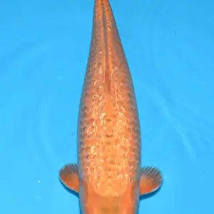 Bavaria Koi Ginrin Orenji Karashi / Sansai / weiblich / 52cm