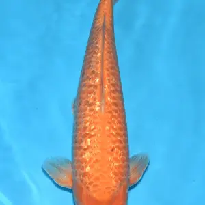 Bavaria Koi Ginrin Orenji Karashi / Sansai / männlich / 45cm