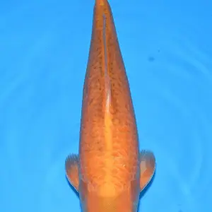 Bavaria Koi Orenji Karashi / Sansai / männlich / 50cm