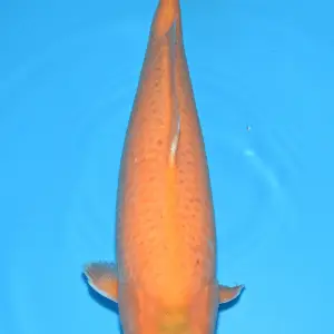 Bavaria Koi Orenji Karashi / Sansai / weiblich / 49cm