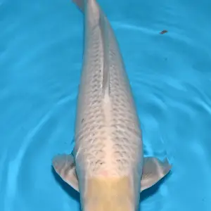 Schwarzachtal Koi Nanashigoi / Sansai / männlich / 55cm