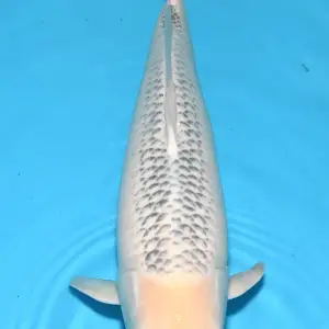 Schwarzachtal Koi Nanashigoi / Sansai / männlich / 55cm