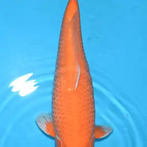 Schwarzachtal Koi Nanashigoi / Sansai / weiblich / 56cm