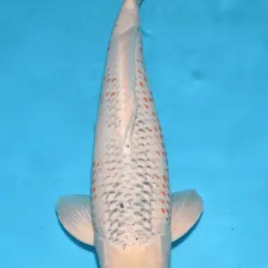 Schwarzachtal Koi Nanashigoi / Sansai / männlich / 58cm