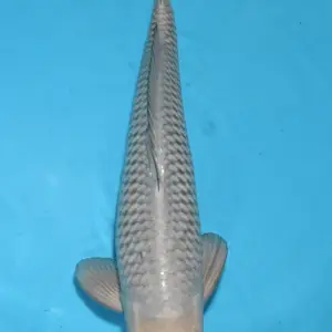 Schwarzachtal Koi Soragoi / Sansai / männlich / 58cm
