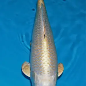 Schwarzachtal Koi Kin Matsuba / Sansai / männlich / 52cm