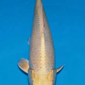 Schwarzachtal Koi Kin Matsuba / Sansai / weiblich / 55cm