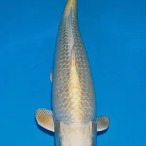 Schwarzachtal Koi Kin Matsuba / Sansai / männlich / 55cm